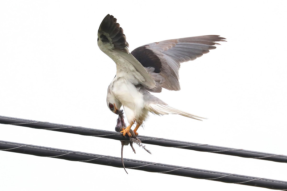 White-tailed Kite - James Rieman