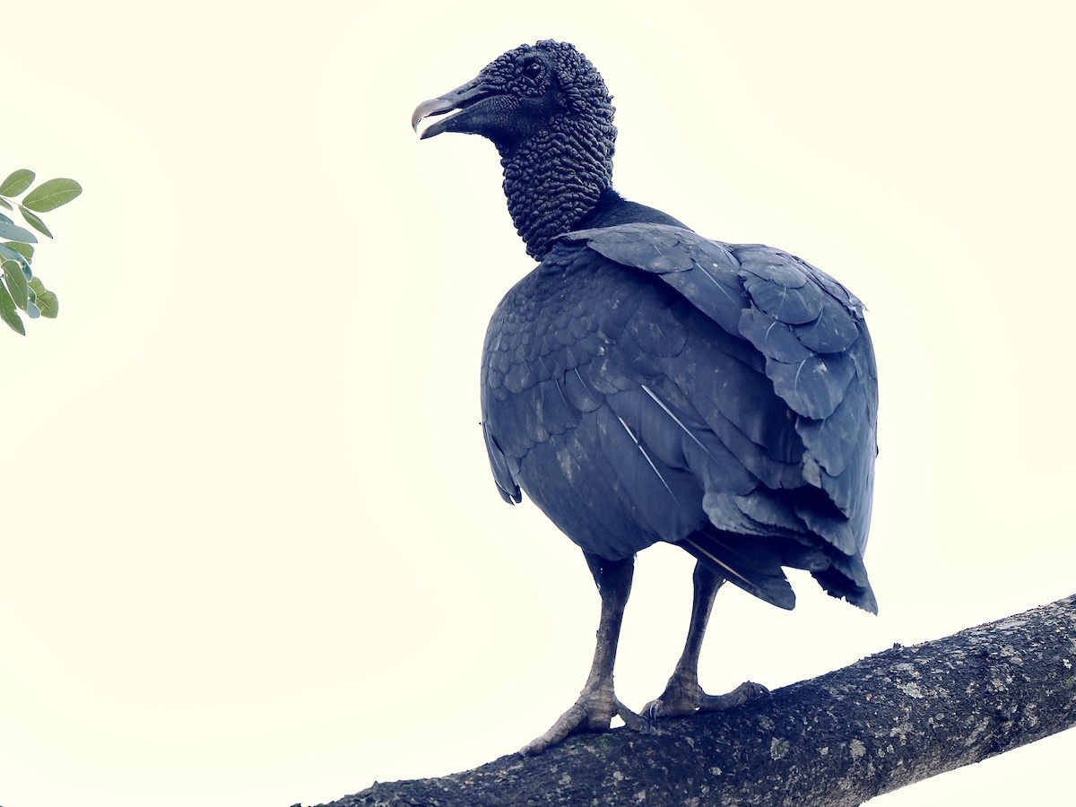 Black Vulture - ML617163249