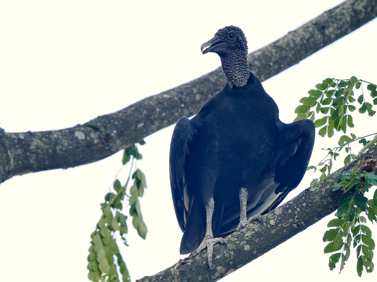 Black Vulture - ML617163267