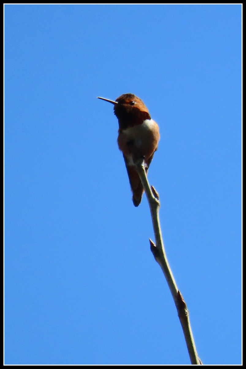 Allen's Hummingbird - ML617163275