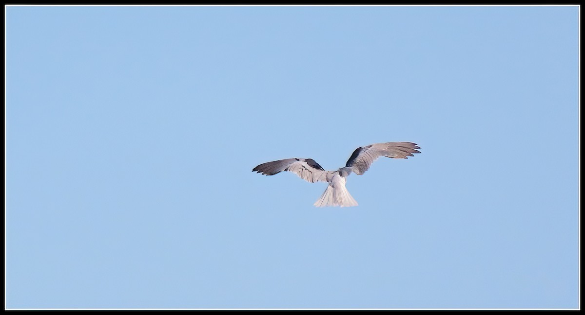 White-tailed Kite - ML617163294