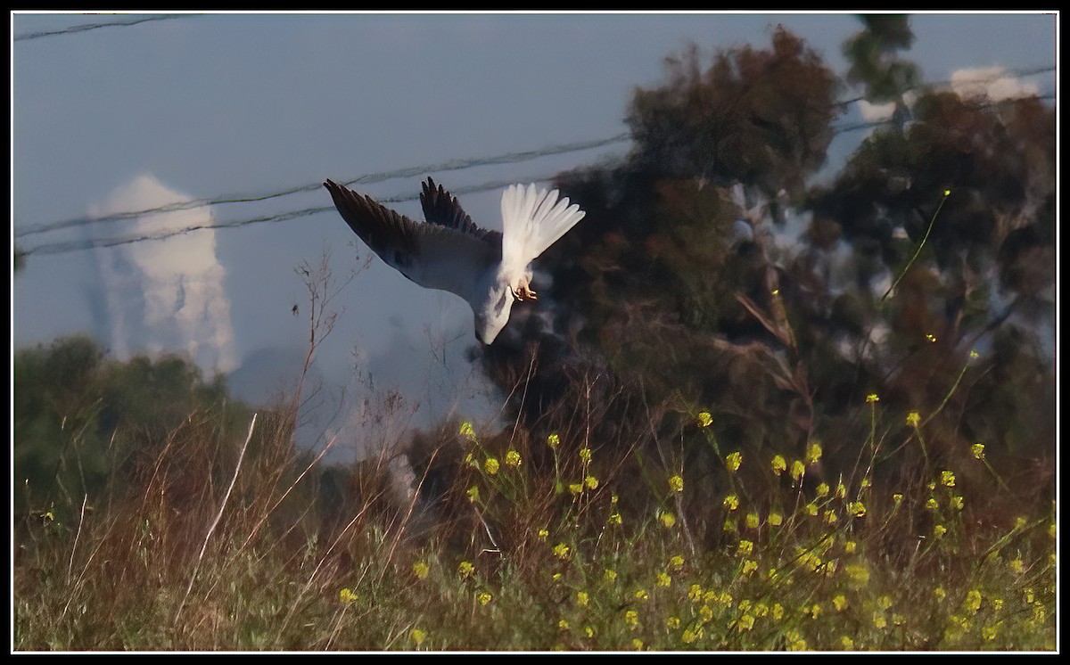 White-tailed Kite - ML617163297