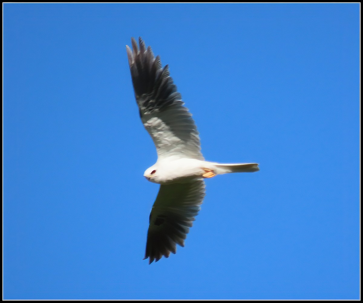 White-tailed Kite - ML617163299
