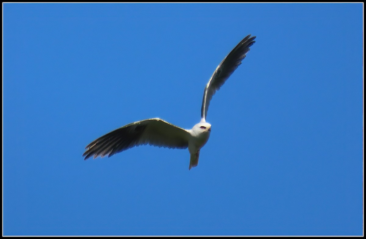 White-tailed Kite - ML617163300