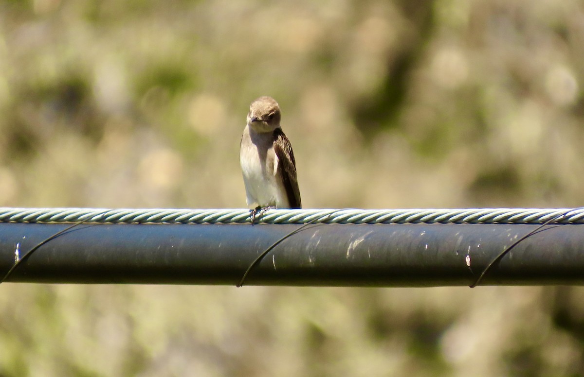 Northern Rough-winged Swallow - ML617163312