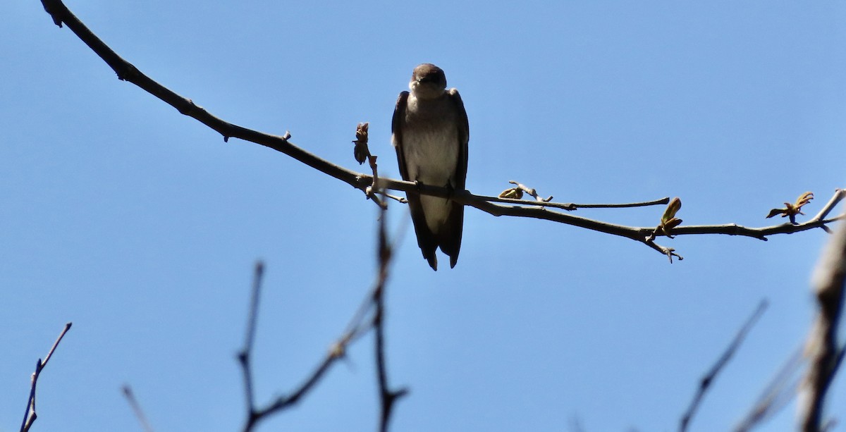 Northern Rough-winged Swallow - ML617163315