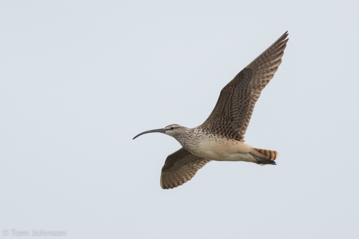 Bristle-thighed Curlew - ML61716341