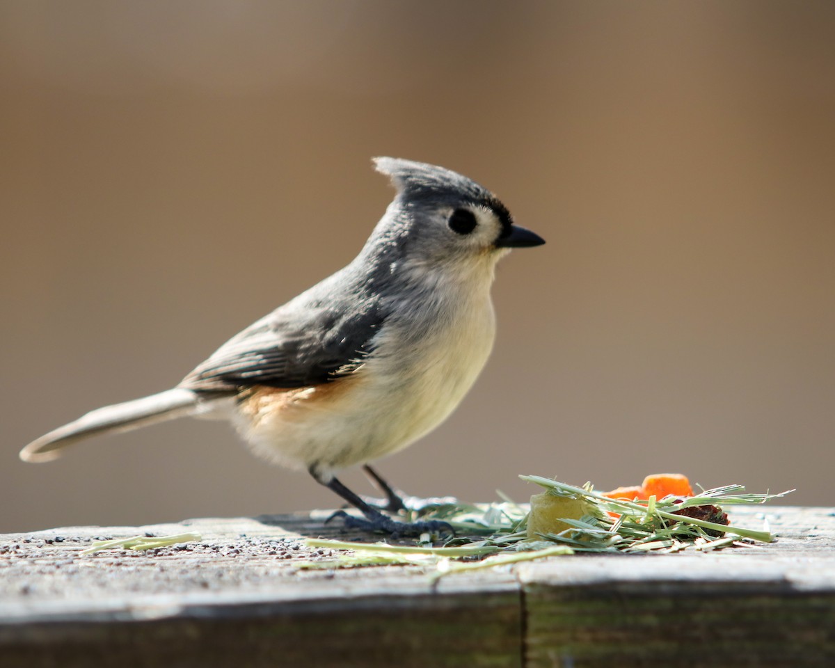 Tufted Titmouse - Tom Fesolowich
