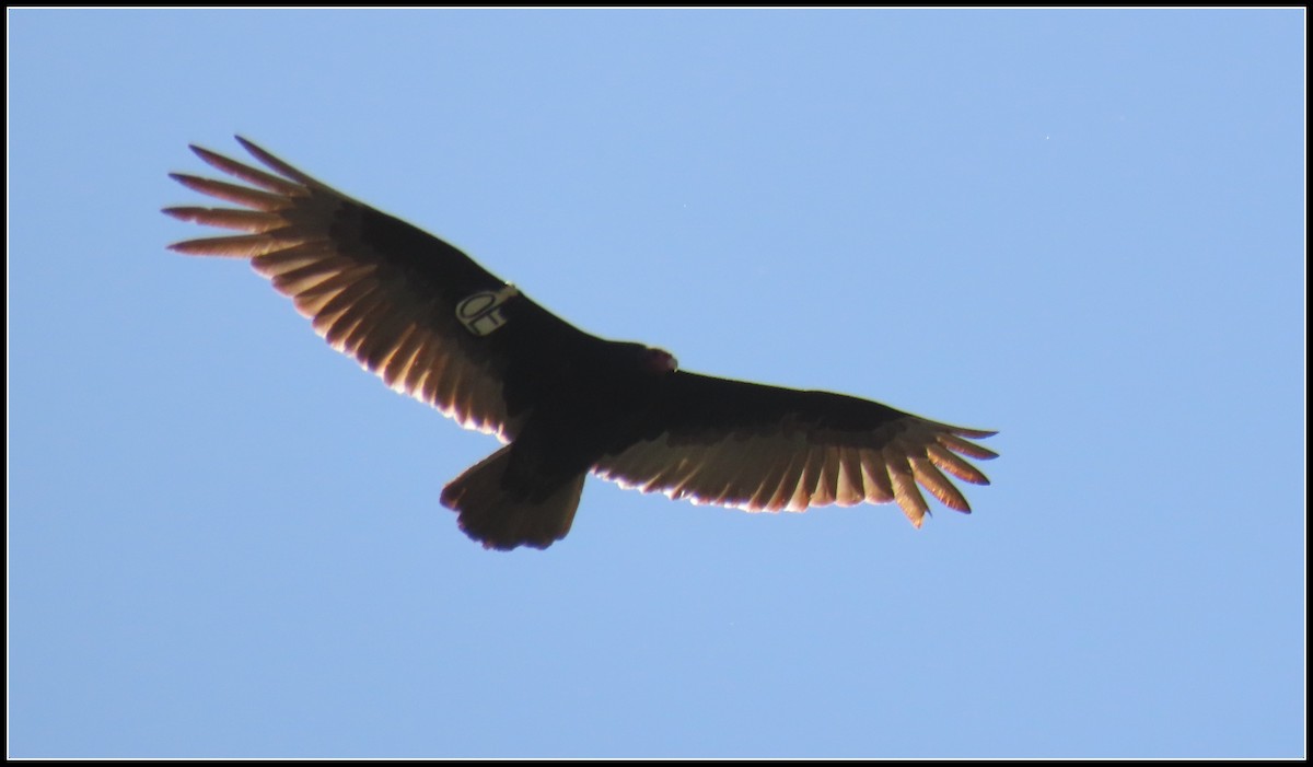 Turkey Vulture - ML617163477