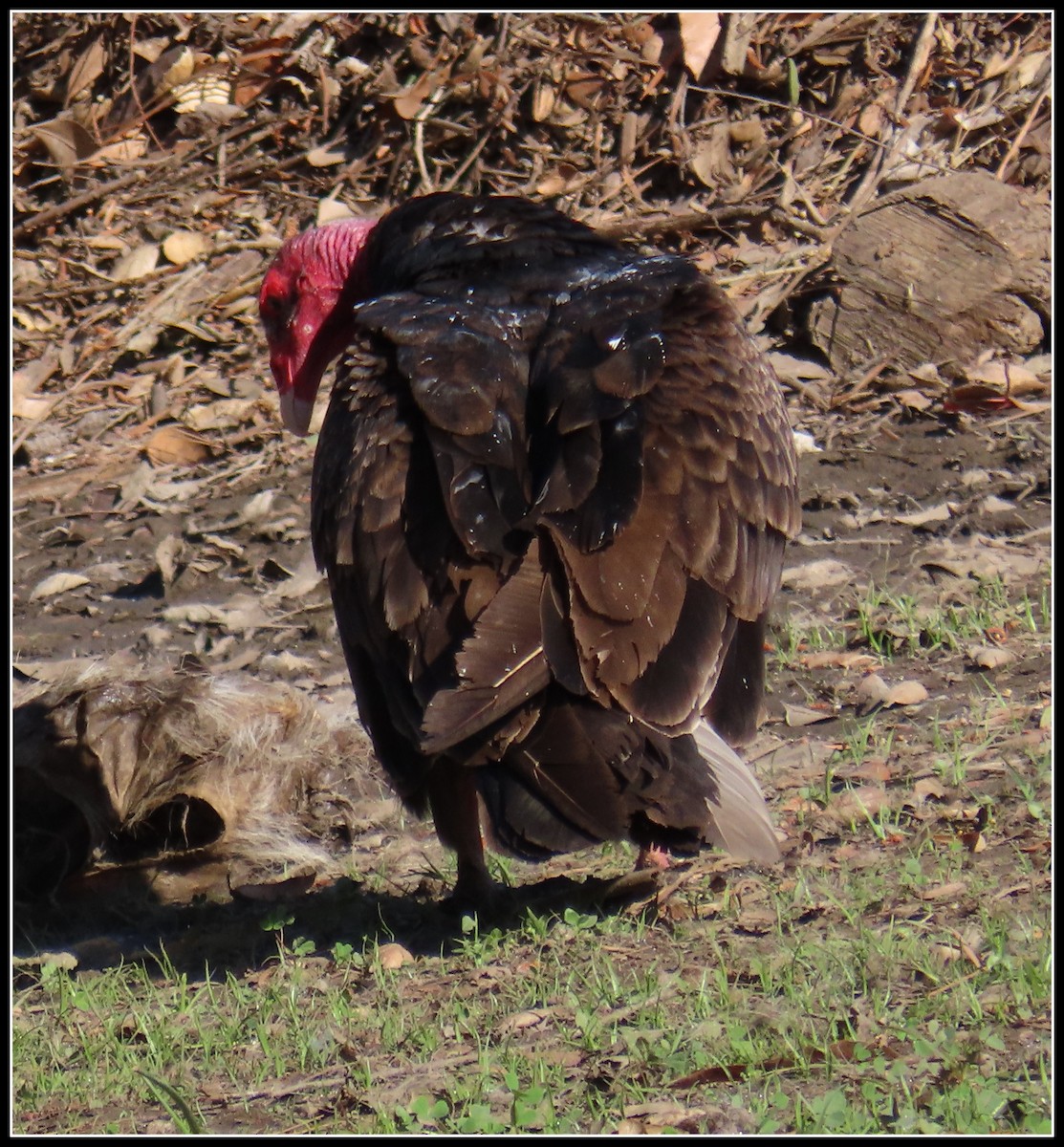 Turkey Vulture - ML617163479