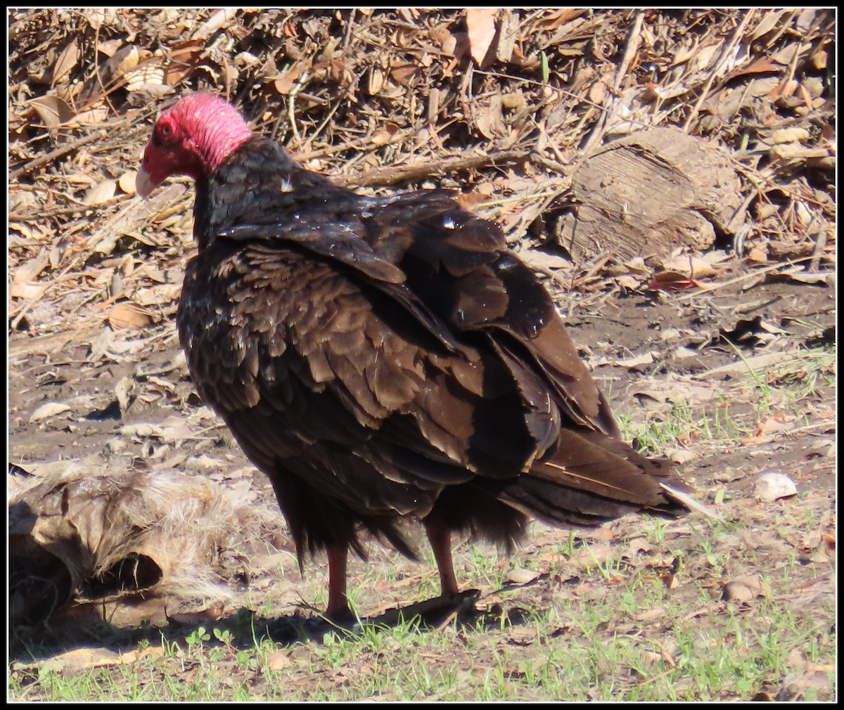 Turkey Vulture - ML617163480