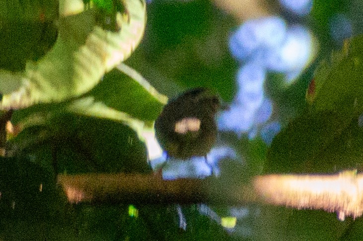 Черноухая корольковка - ML617163517