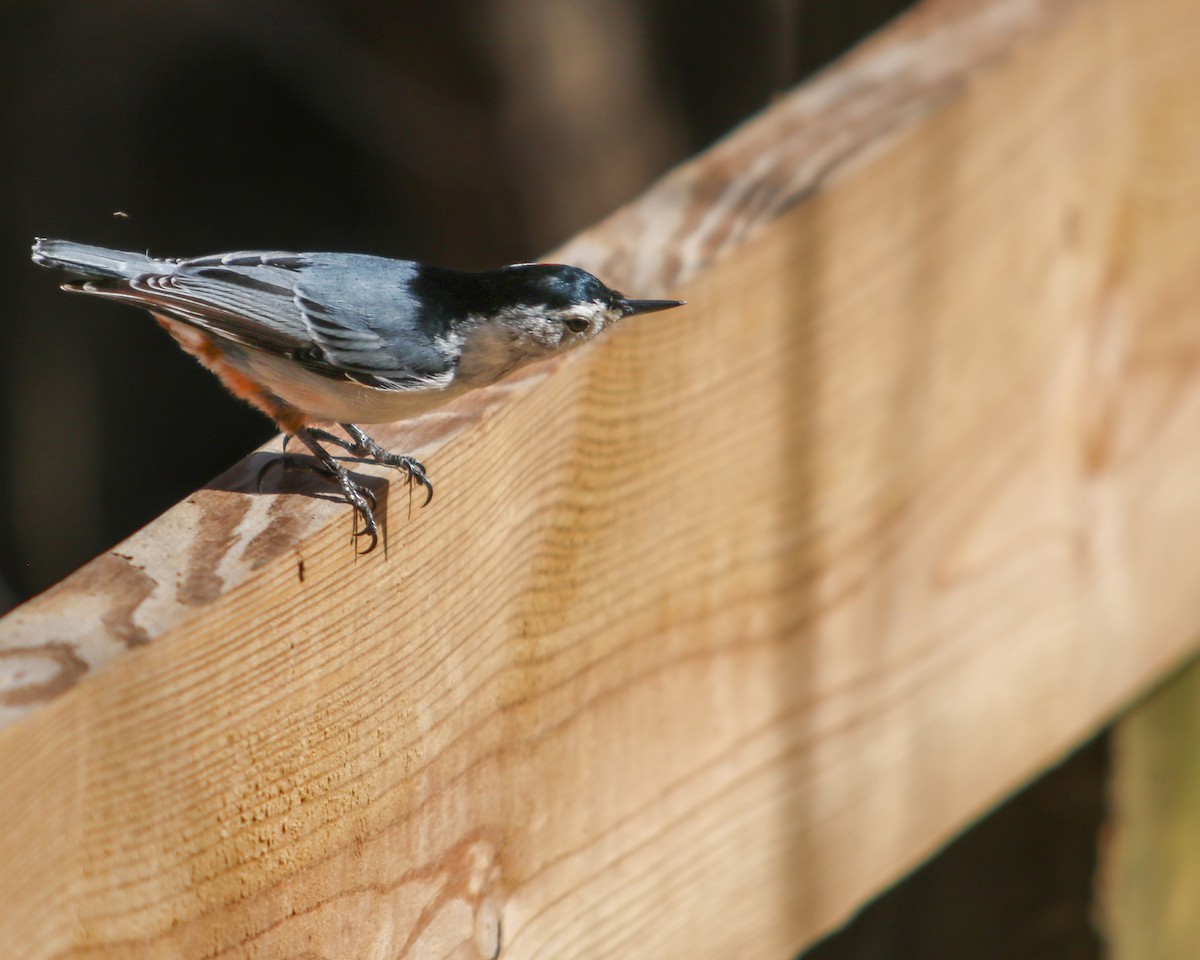 White-breasted Nuthatch - ML617163522