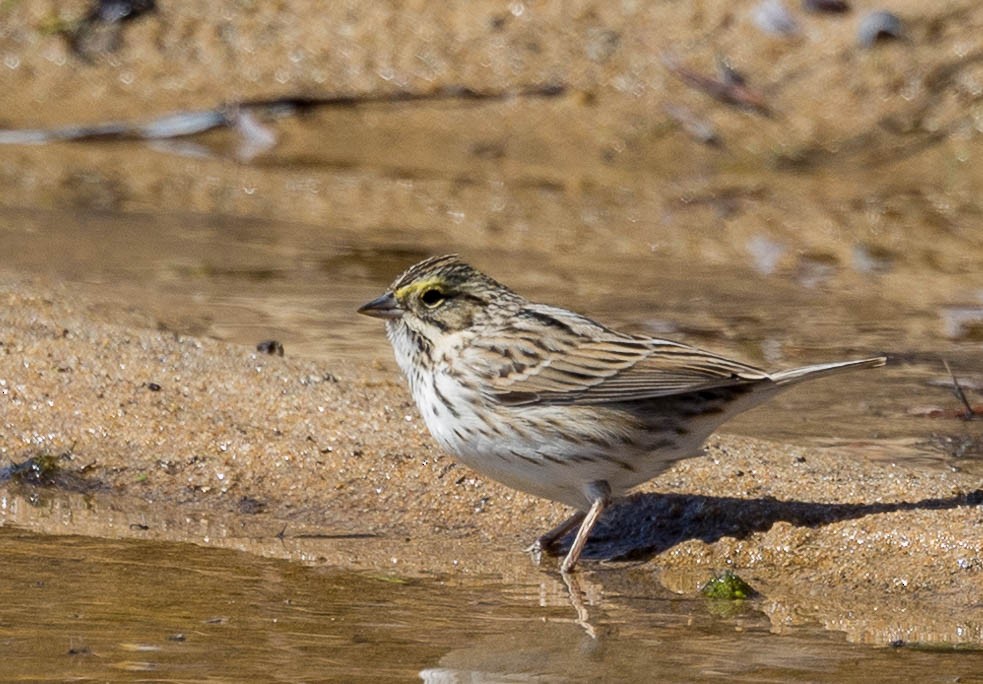 Savannah Sparrow - ML617163544