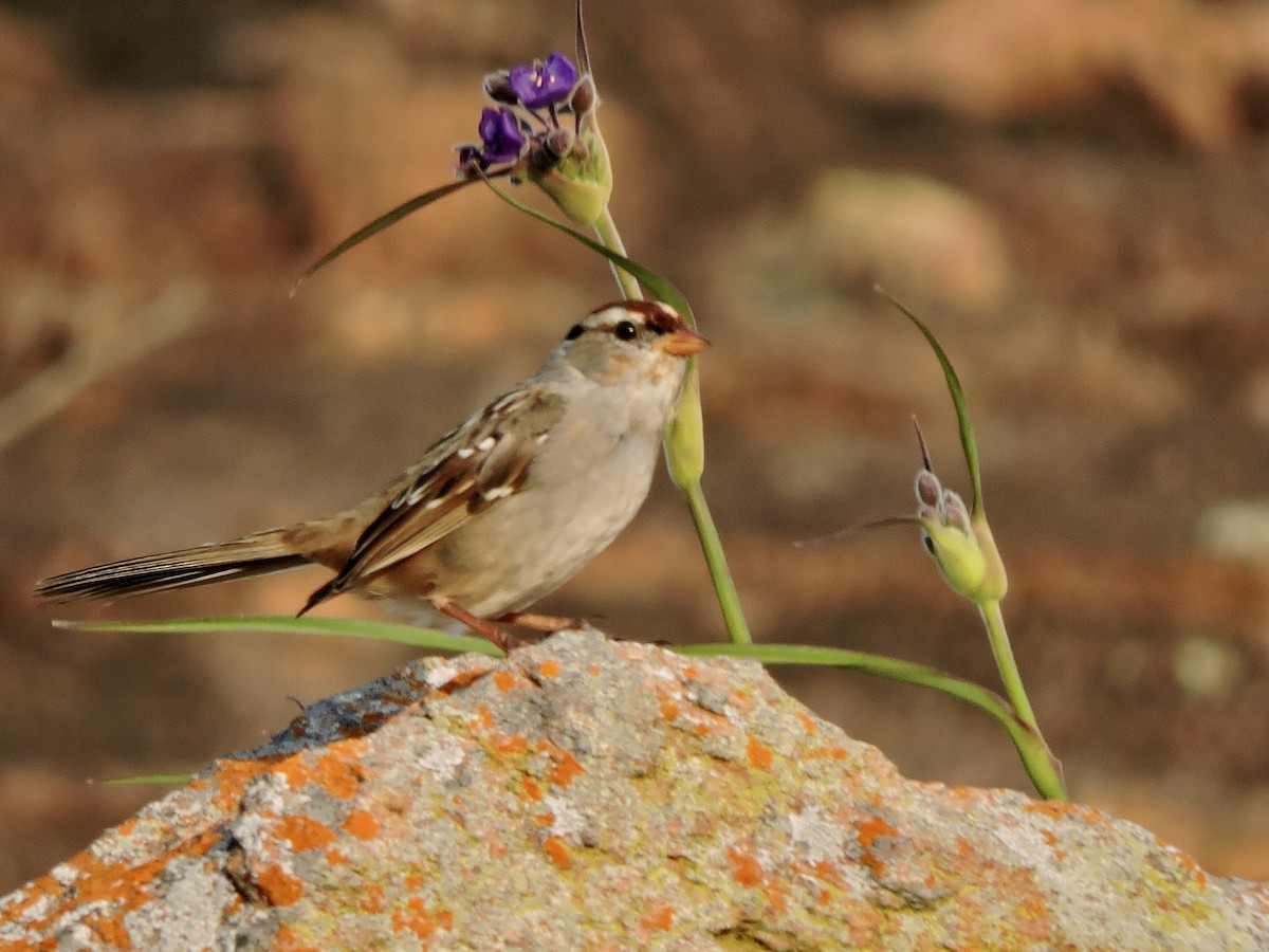 White-crowned Sparrow - ML617163545