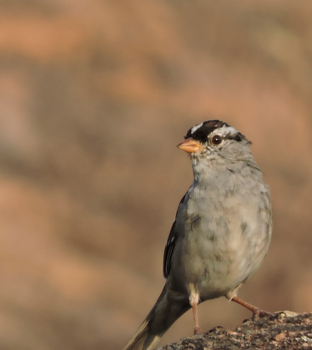 White-crowned Sparrow - ML617163549