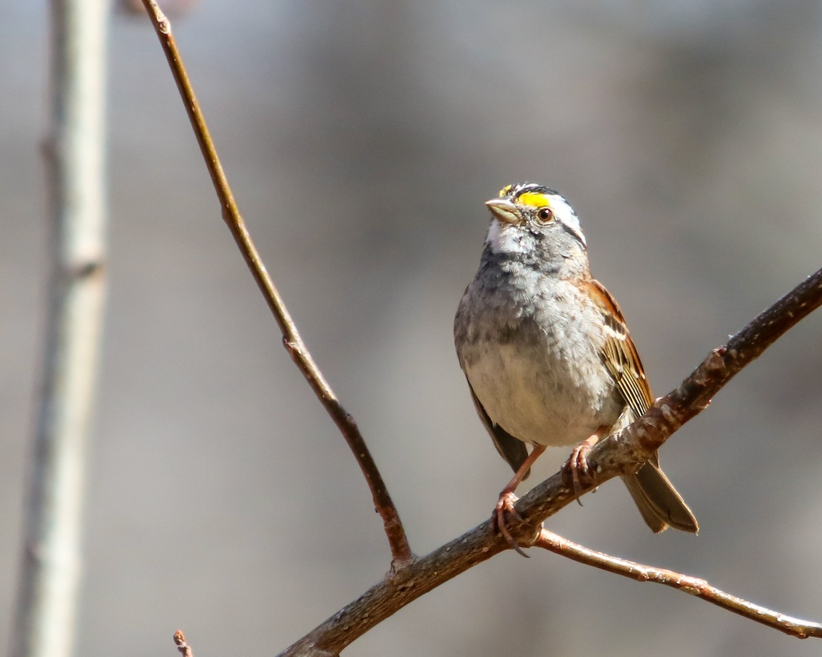 White-throated Sparrow - ML617163580