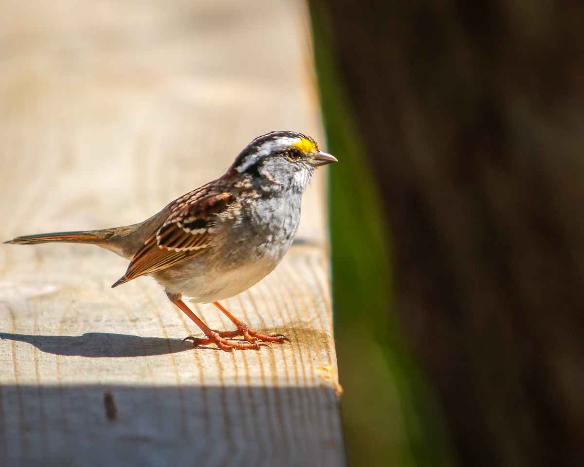 White-throated Sparrow - ML617163581