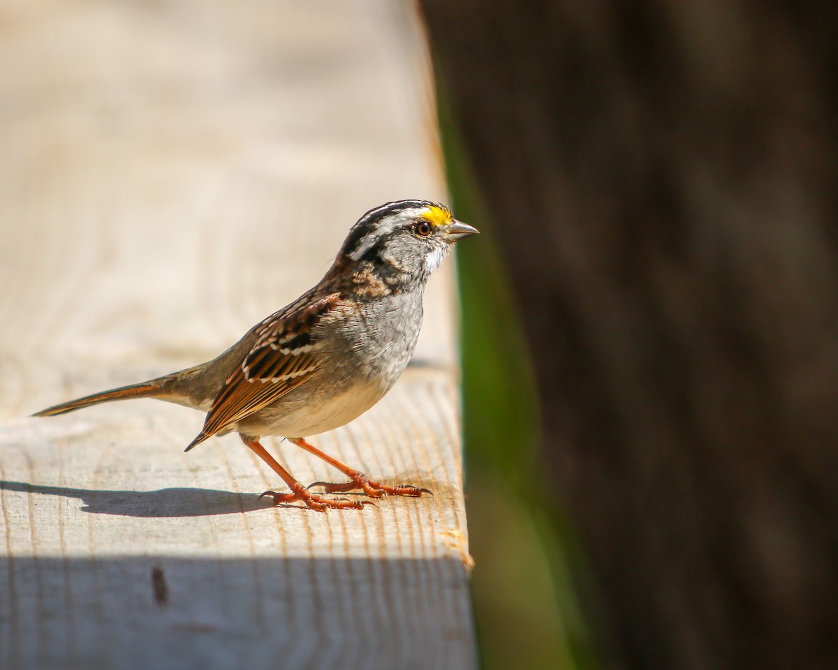 White-throated Sparrow - ML617163582