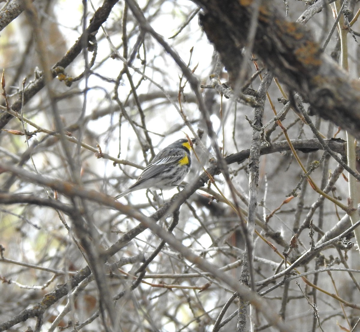 Yellow-rumped Warbler - ML617163626