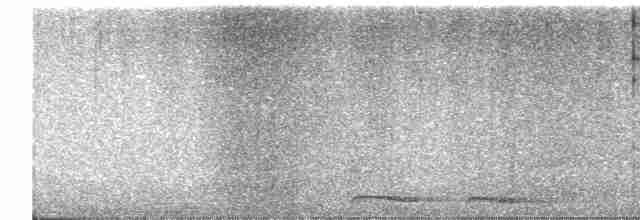 Nínox Maorí - ML617163673