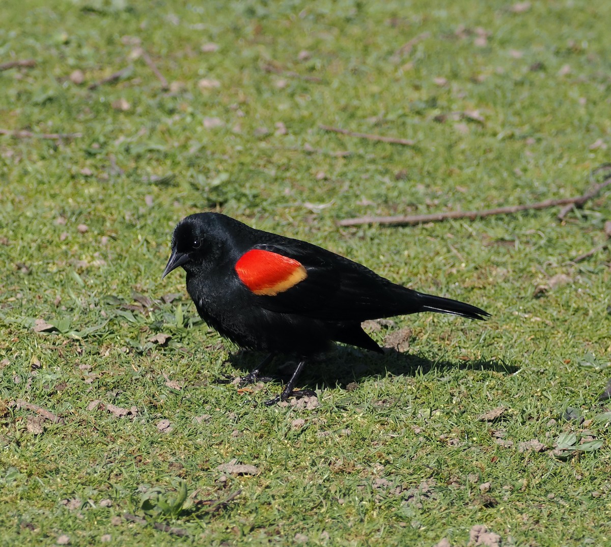 Red-winged Blackbird - Veronica Goidanich