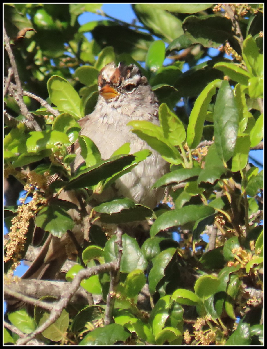 White-crowned Sparrow - ML617163718