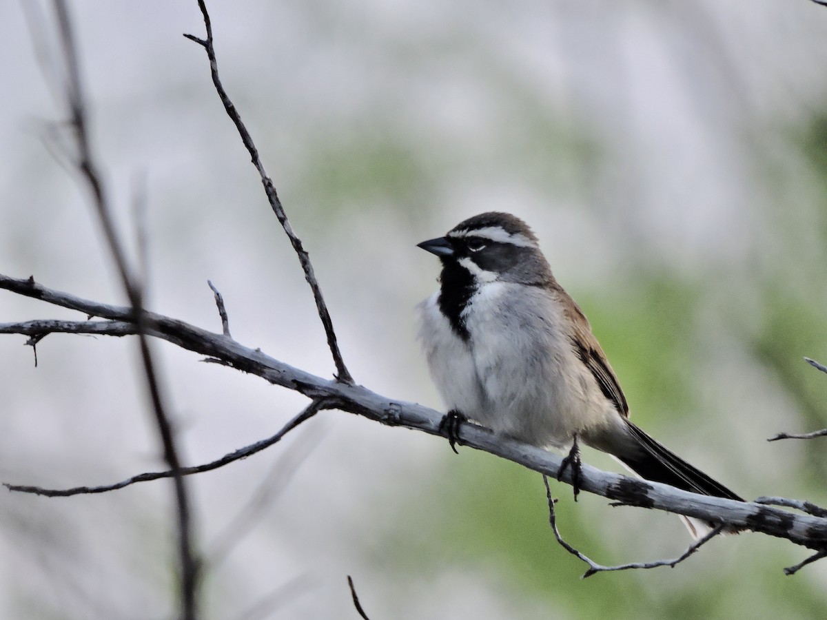 Black-throated Sparrow - Daniel Casey