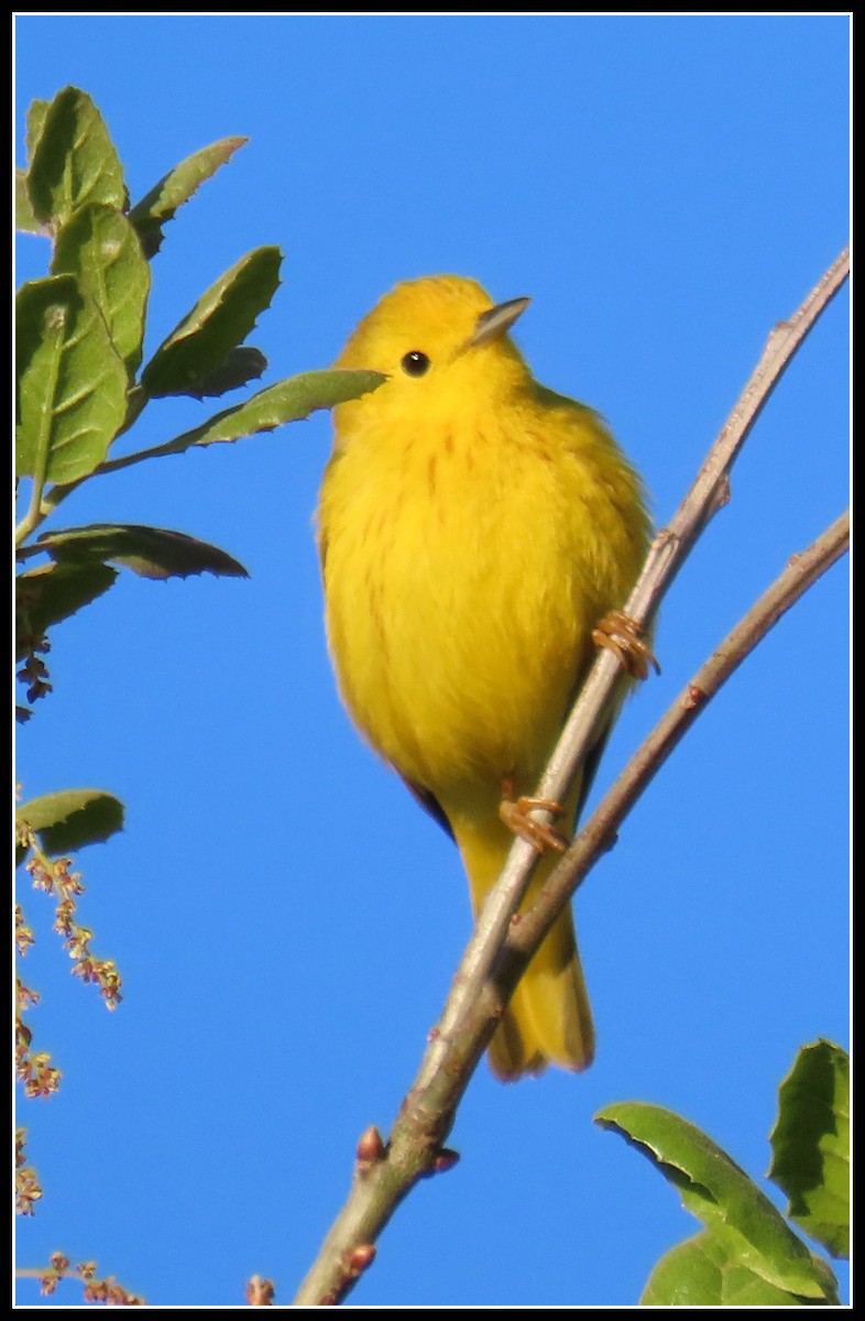 Yellow Warbler - ML617163795