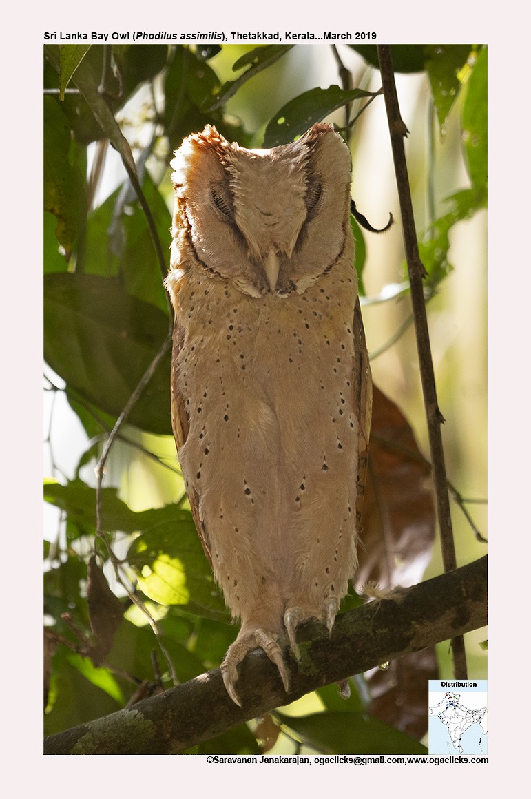 Sri Lanka Bay-Owl - ML617163913