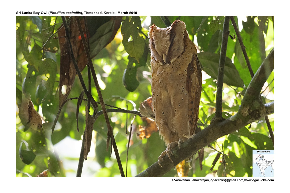 Sri Lanka Bay-Owl - ML617163919