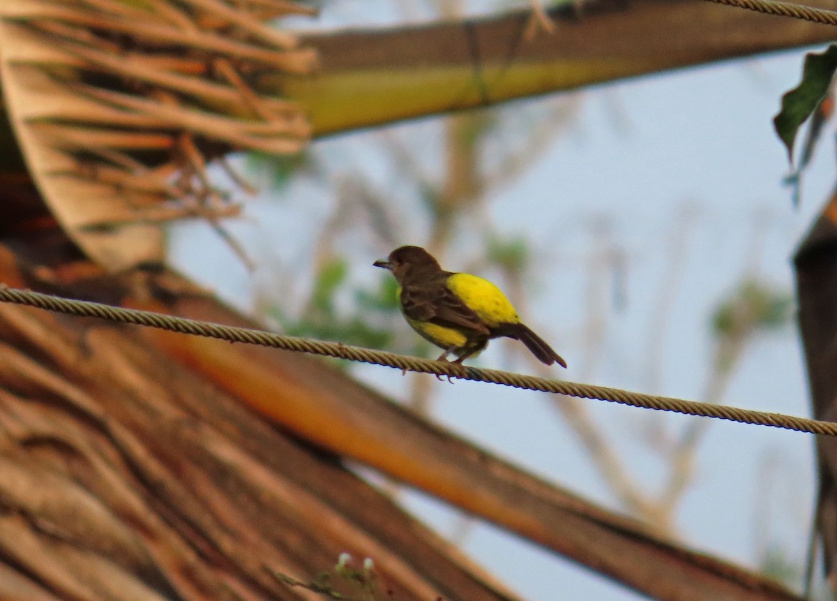 Flame-rumped Tanager - ML617163987