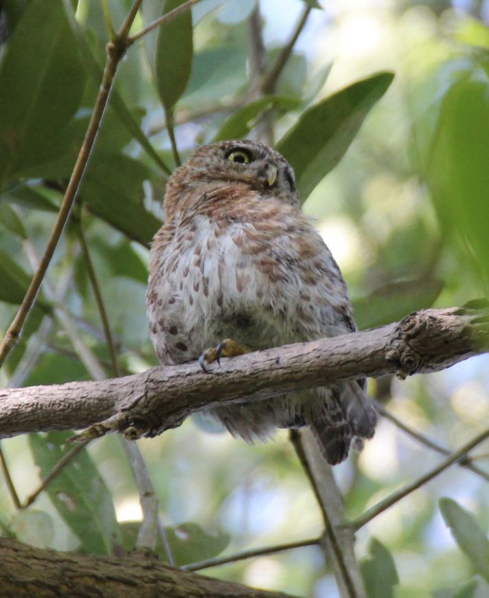 Cuban Pygmy-Owl - ML617164054