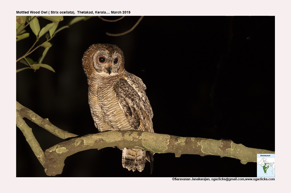 Mottled Wood-Owl - ML617164073