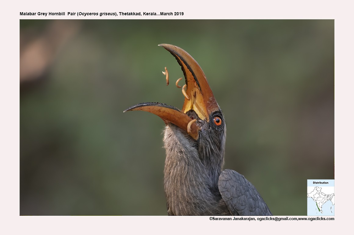 Malabar Gray Hornbill - ML617164088