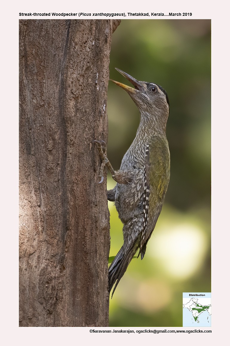 Streak-throated Woodpecker - ML617164114