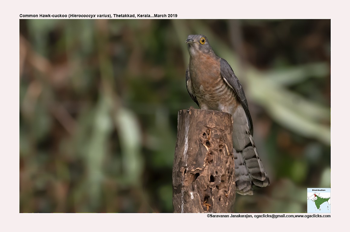 Common Hawk-Cuckoo - ML617164120