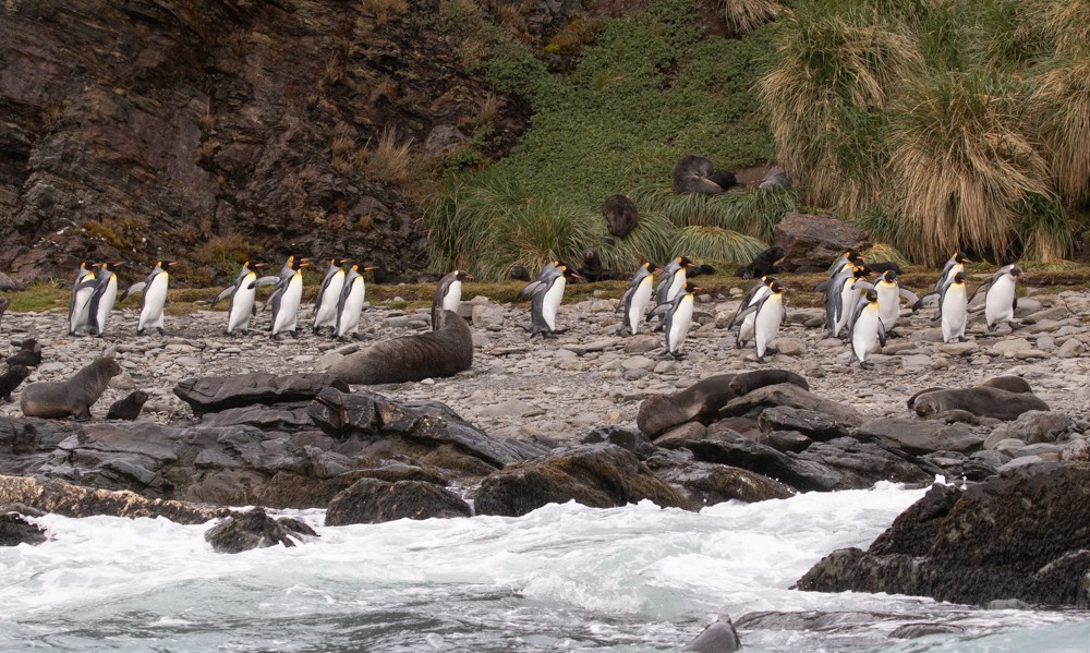 tučňák patagonský - ML617164129