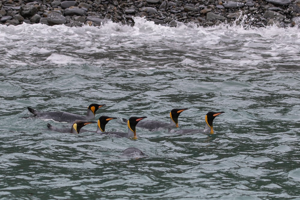 tučňák patagonský - ML617164165