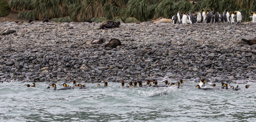 tučňák patagonský - ML617164179