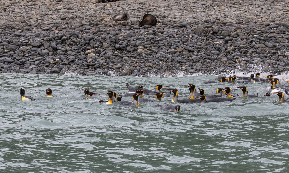 tučňák patagonský - ML617164186