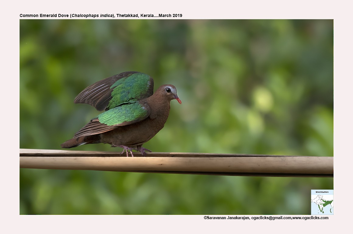 Asian Emerald Dove - ML617164190