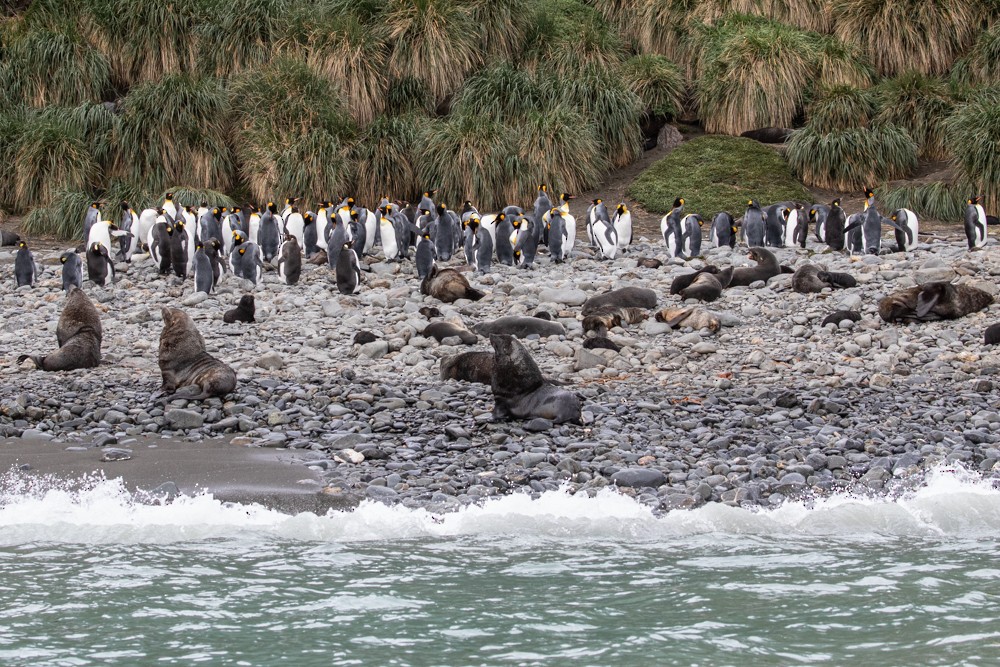 tučňák patagonský - ML617164202