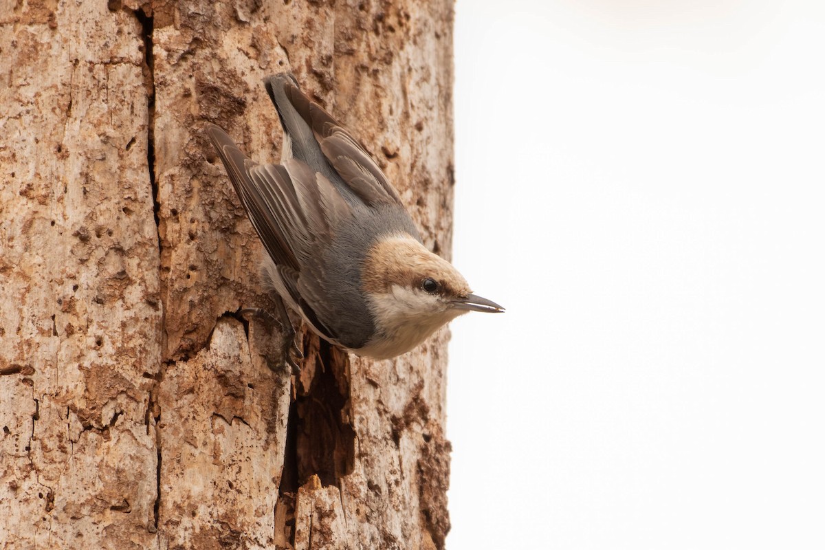 Brown-headed Nuthatch - ML617164230