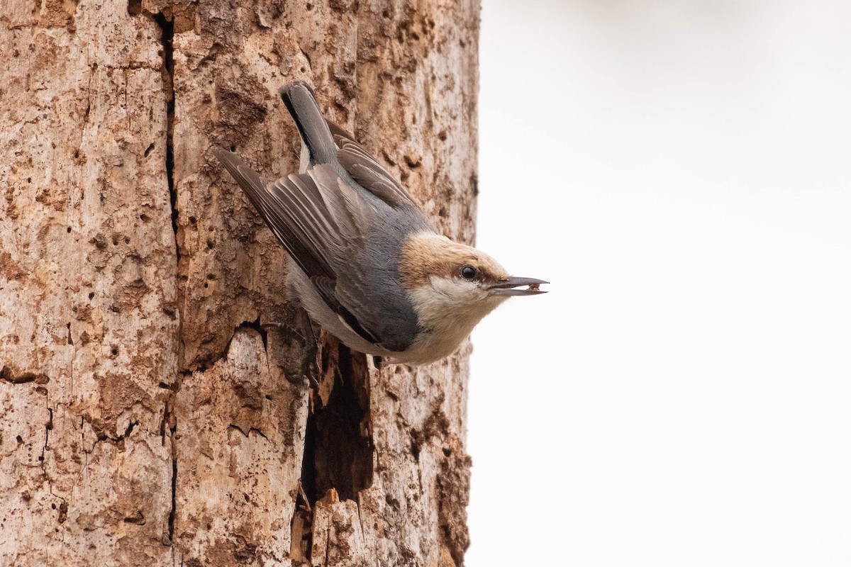 Brown-headed Nuthatch - ML617164231