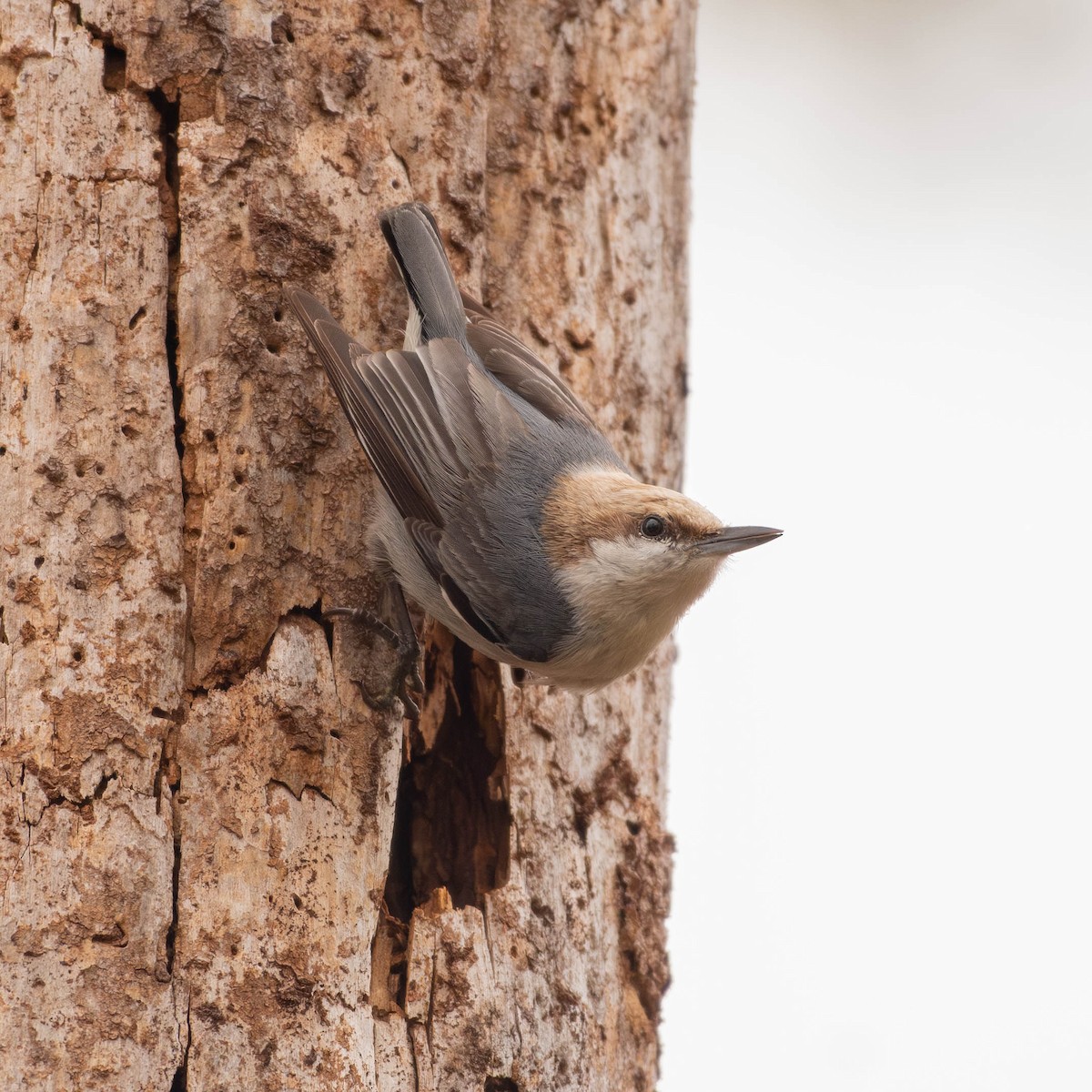 Brown-headed Nuthatch - ML617164232