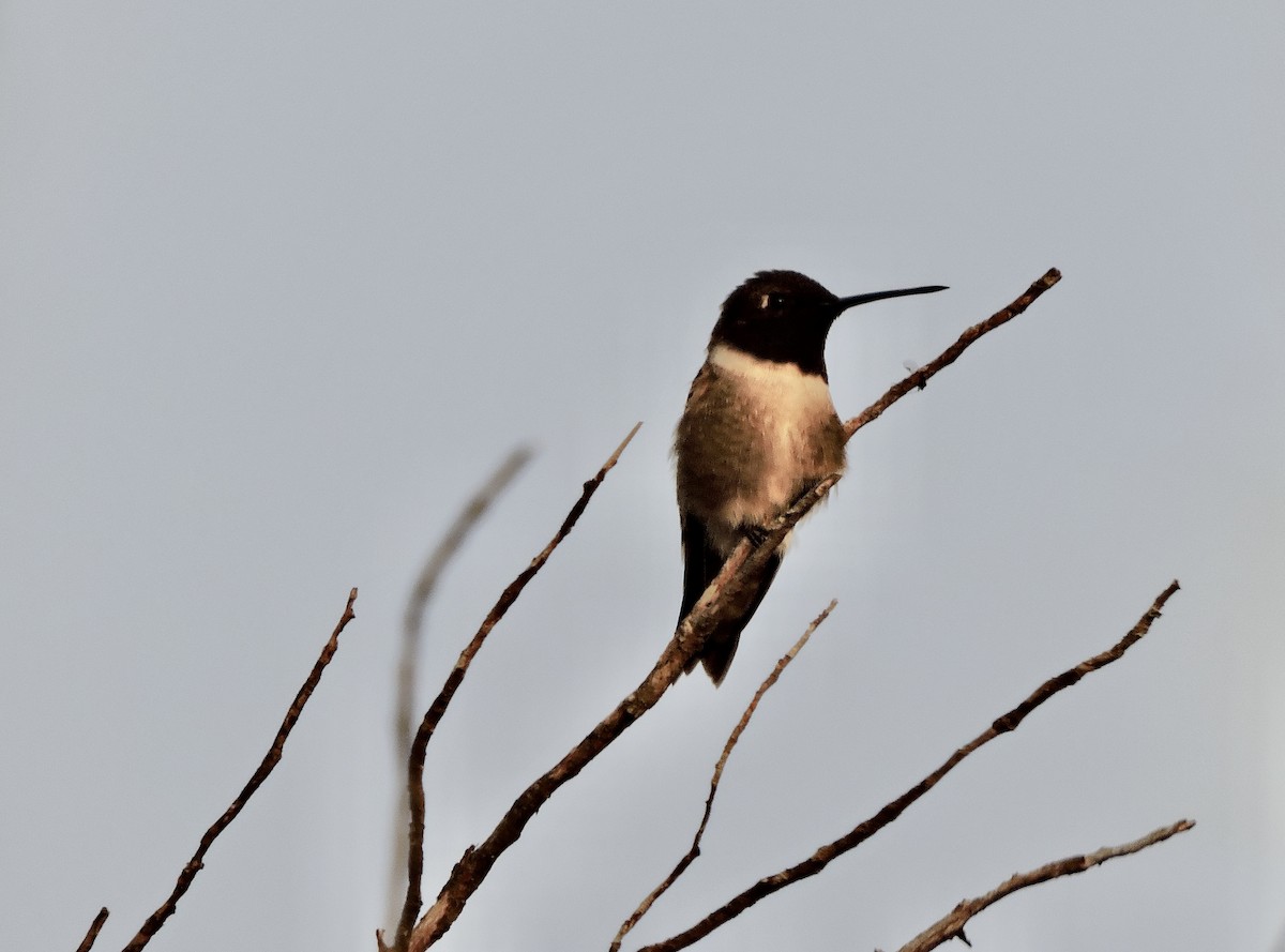 Black-chinned Hummingbird - ML617164247