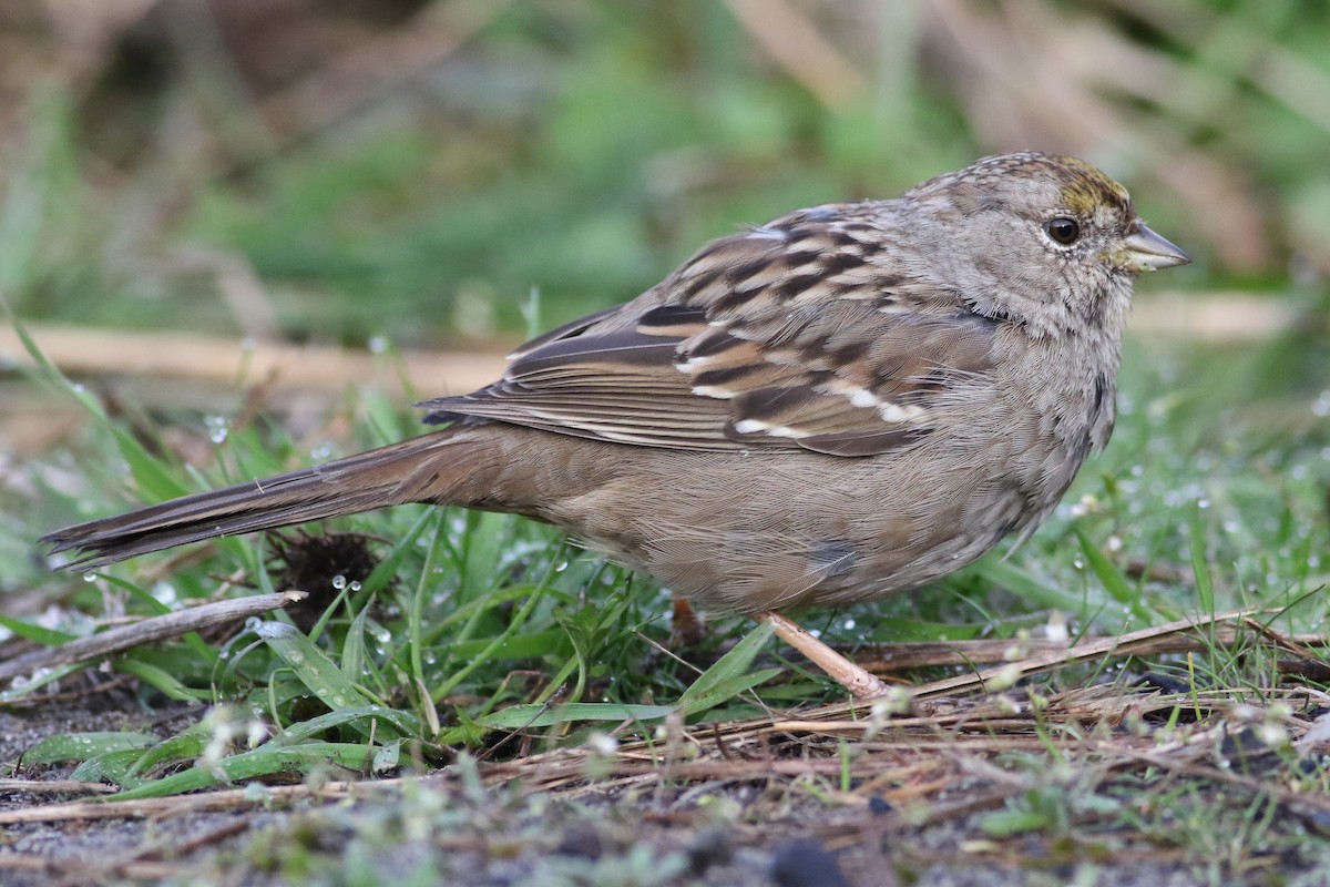 Golden-crowned Sparrow - ML617164283