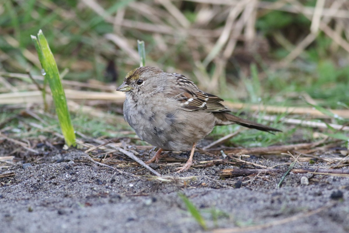 Golden-crowned Sparrow - ML617164287