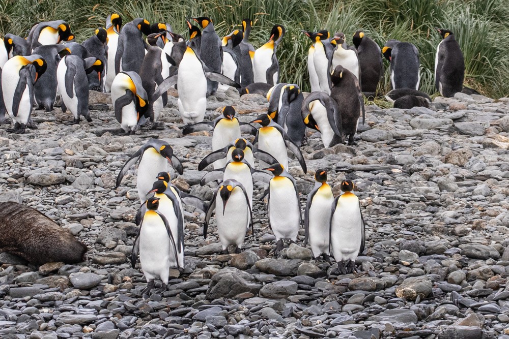 tučňák patagonský - ML617164290